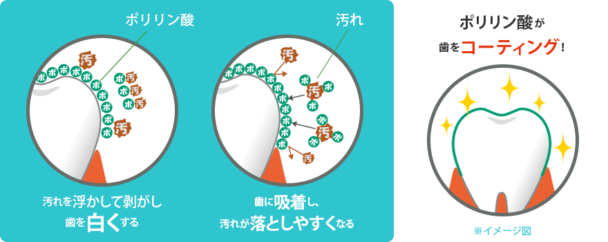 ポリリン酸の働き